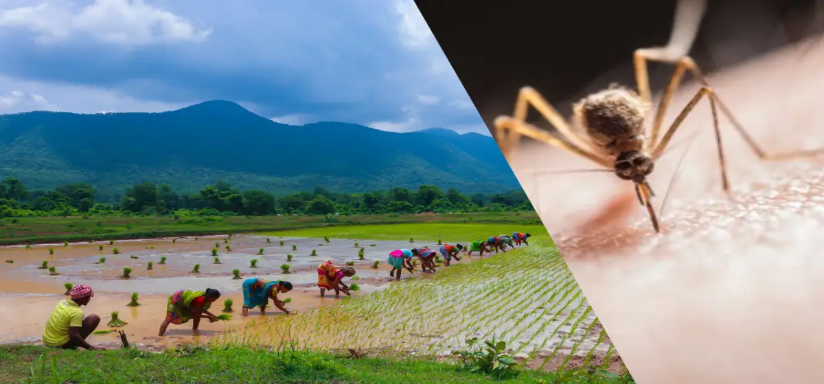 campo de arroz y mosquito