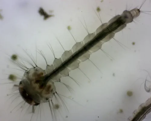 larva de mosquito