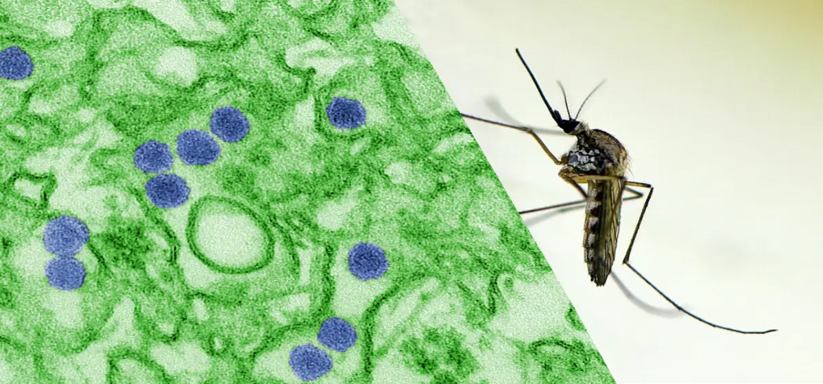 Una nueva diana contra los virus transmitidos por mosquitos