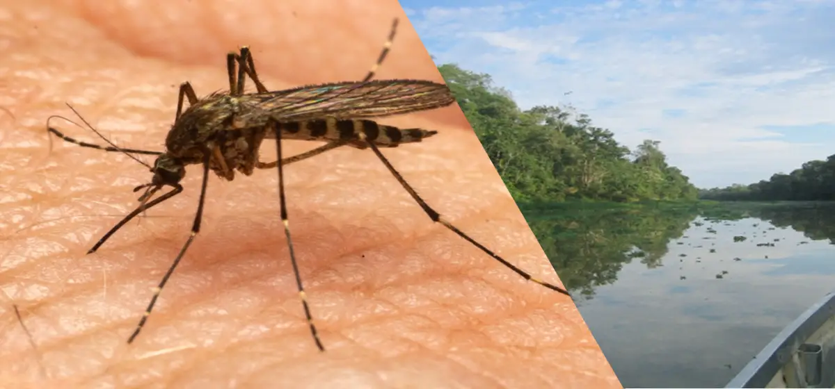 foto de mosquito y amazonas