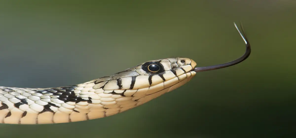 imagen de una serpiente responsable de envenenamiento por mordedura de serpiente