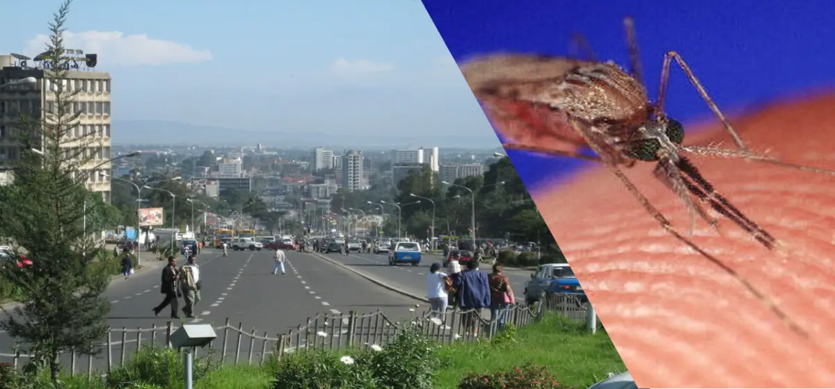 Anopheles stephensi el mosquito urbano que está redibujando la malaria en África