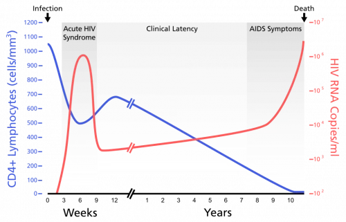 Gráfico de la evolución temporal del VIH. El
gráfico muestra la carga viral del VIH en relación con el recuento de linfocitos CD4+ en una infección por VIH no tratada.
