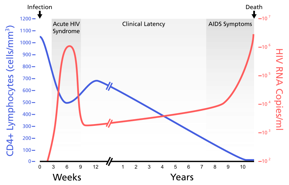 Gráfico de la evolución temporal del VIH. El gráfico muestra la carga viral del VIH en relación con el recuento de linfocitos CD4+ en una infección por VIH no tratada.