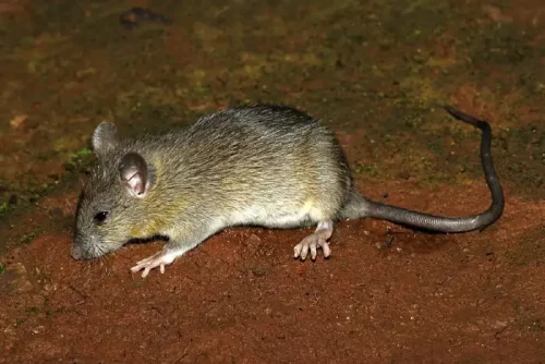 rata