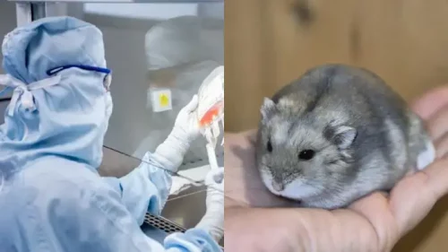 hamster chino y técnica de laboratorio