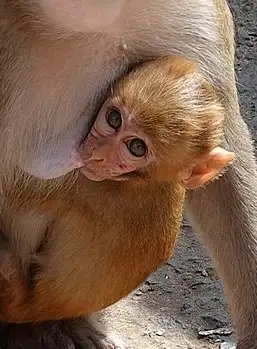 macaco bebe
