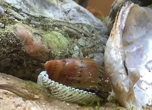 caracol de agua dulce
