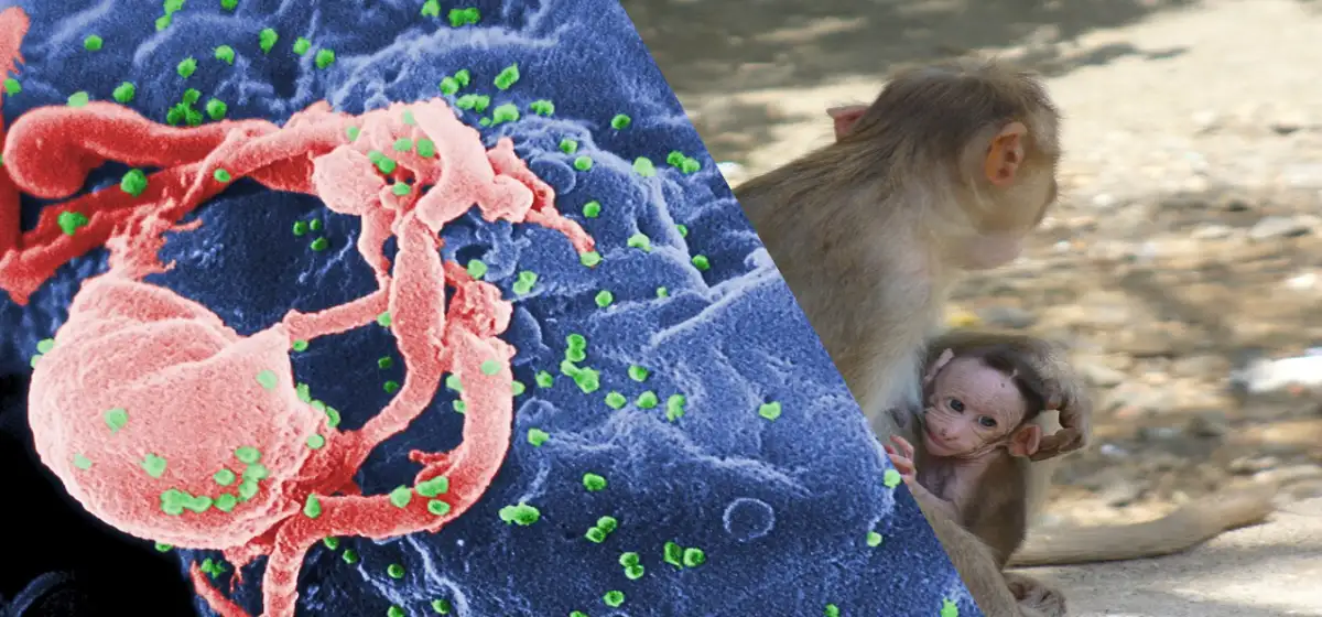VIH en primates recién nacidos