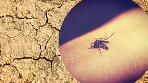 mosquito sequia