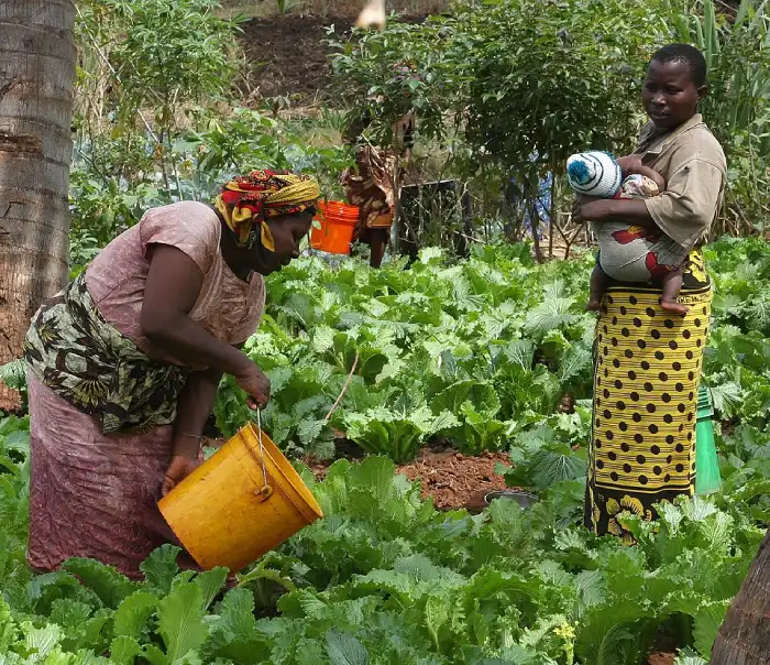 mujeres trabajando en el campo