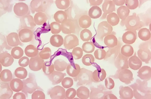 tripanosoma